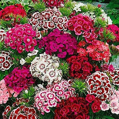 Lorvox Sweet William Mix F1 Hybrid Flower Seed(30 per packet)