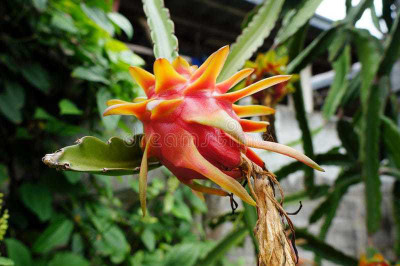 Oliver hybrid dragon fruit Seed(70 per packet)