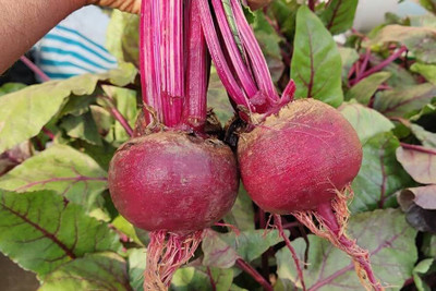 AloGardening Hybrid F1 Premium Vegetable Beetroot Seeds Seed(75 per packet)