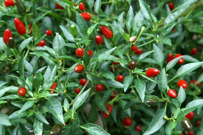KNESSiN Birds Eye Chilli[400 Seeds] Seed(400 per packet)