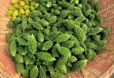 Paudhaa F1 BEST QUALITY BITTER GOURD SEEDS Seed(15 per packet)