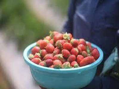 XOLDAA XOLDAA F1quality hybrid strawberry seeds Seed(45 per packet)