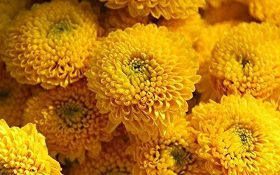 Qualtivate NBIR-216 Chrysanthemum Seeds Yellow Seed(25 per packet)