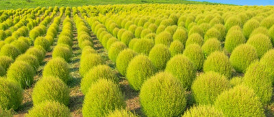 Avysa Hybrid Kochia Plant Seeds Seed(20 per packet)