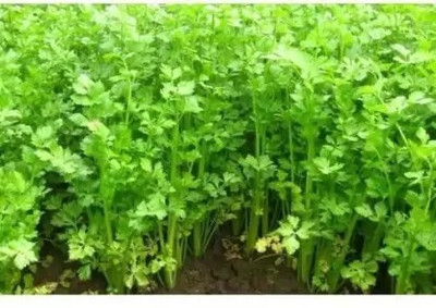 MAA Celery, Ajmod Seed(46 per packet)