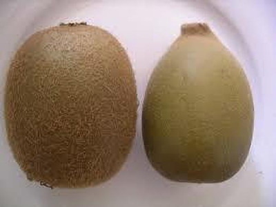 XOLDAA KIWI HYBRID F1 QUALITY FRUIT Seed(34 per packet)