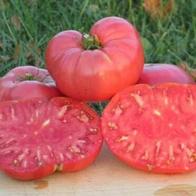 CYBEXIS Fruit Vegetable Plant - Tomato Seeds2000 Seeds Seed(2000 per packet)