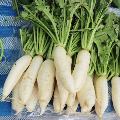 CYBEXIS Hardy White Radish Seeds1200 Seeds Seed(1200 per packet)