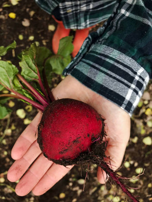 AFARTIOBINA 48 PCS BEETROOT SEEDS Seed(48 per packet)