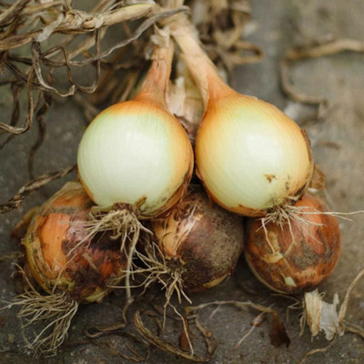 SREE Onion Seeds, Red Onion Seeds, Kanda, Peyaj, Onion Hybird Seed(130 per packet)