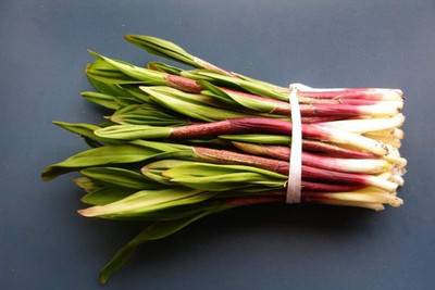 KNESSiN High Yield Ramsons Wild Garlic Seeds for Terrace Gardening-(300 Seeds) Seed(300 per packet)