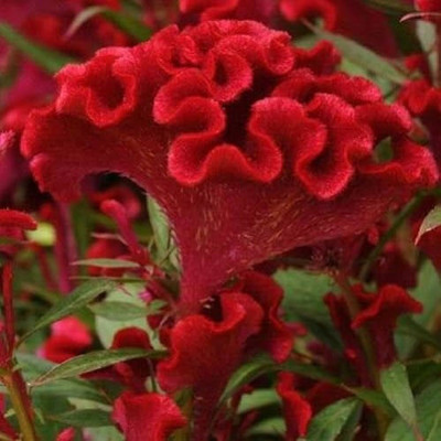 BHUSAN red cockscomb seeds/Celosia seed 15 Seed(15 per packet)