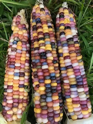 MAA Rainbow Corn, Corn Seed(28 per packet)