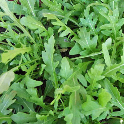 Qualtivate PAU-112 Wild Arugula(Diplotaxis tenuifolia) Seed(500 per packet)