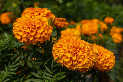 Farmonix marigold/gende ka phool flower seeds Seed(50 per packet)