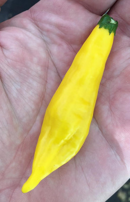 KNESSiN Heirloom Aji Lemon Drop Pepper Vegetable Seeds For Planting-(2400 Seeds) Seed(2400 per packet)