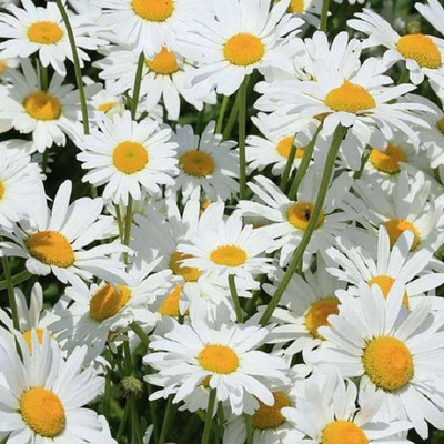 CYBEXIS CHRYSANTHEMUM PALUDOSUM Seed(50 per packet)
