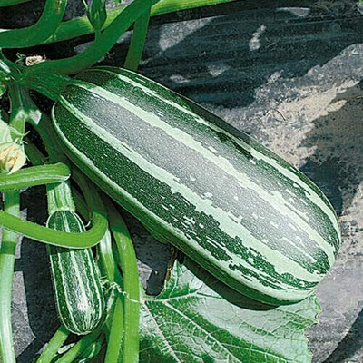 CYBEXIS Seeds of Marrow Bush Baby Green with Pale Stripes Zucchini100 Seeds Seed(100 per packet)
