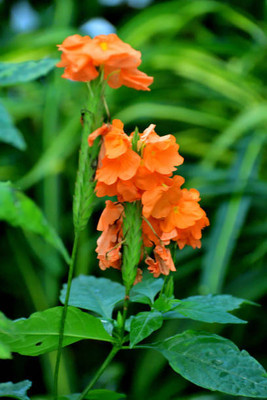 Nema kanakambaram-firecracker-crossandra Seed(37 per packet)
