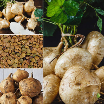 Silba Yam Bean Seed, Jicama Seed, Sankalu Seed, Shankalu Bij Seed(12 per packet)