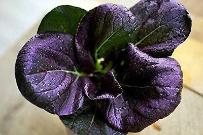 WILLVINE KGF -X Pak Choi Purple Seeds [50g] Seed(15000 per packet)