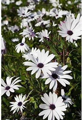 CYBEXIS African Daisy Seeds Osteospermum ecklonis Seed(50 per packet)