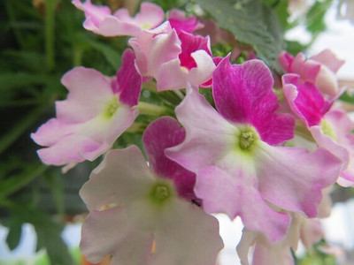 BDSresolve BDSresolve verbena seeds PACK OF 37 Seed(37 per packet)