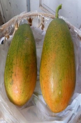 ActrovaX Dwarf Thai PAPAYA short tree RED YUMMY FLESH imported [3200 Seeds] Seed(3200 per packet)