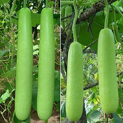 DIVINE SPONGE GOURD Seed(25 per packet)