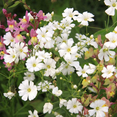 ACCELCROP Gypsophila Gypsy Deep Rose Flower Seed(94 per packet)