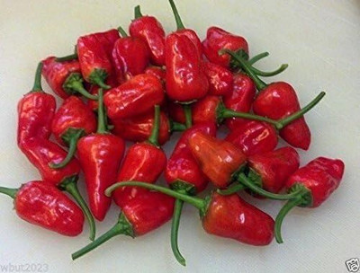 Qualtivate RES-9A Facing heaven pepperCHAO TIAN JIAO Seed(300 per packet)