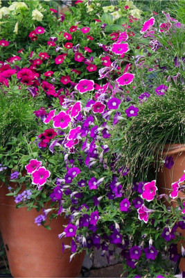 Quentova Petunia double mixed flower-LXI-3X Seed(50 per packet)