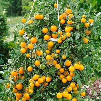 TRICONE Tomato Seed(60 per packet)