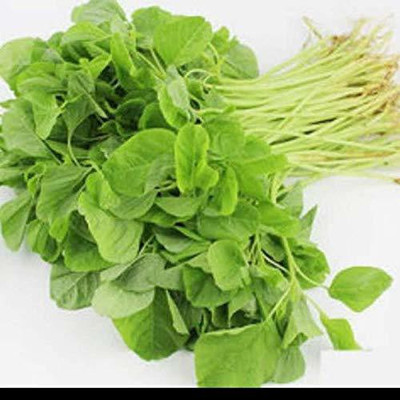 KANAYA Amaranthus Green Saag Cheera Hybrid Spinach Seed(40 per packet)
