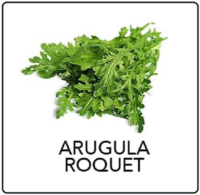 WILLVINE LXI-330 Arugula Seed(200 per packet)
