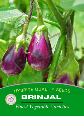 Qualtivate HUA-7A Brinjal Vegetable Seed(300 per packet)
