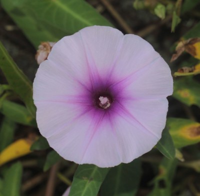 Quentova Ipomoea aquatica-LIV-6F Seed(100 per packet)