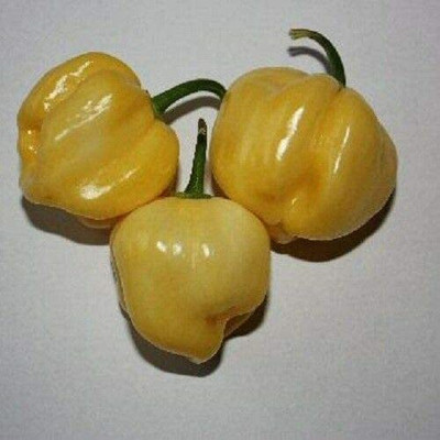 CYBEXIS F70Pepper Chilli - Habanero White Seeds2400 Seeds Seed(2400 per packet)