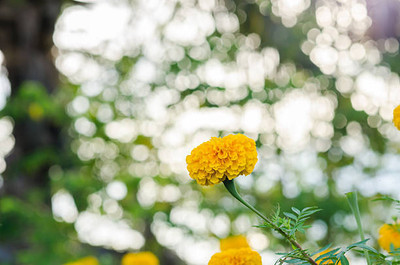 Pivotal Life marigold,gende ka phool seeds Seed(21 per packet)