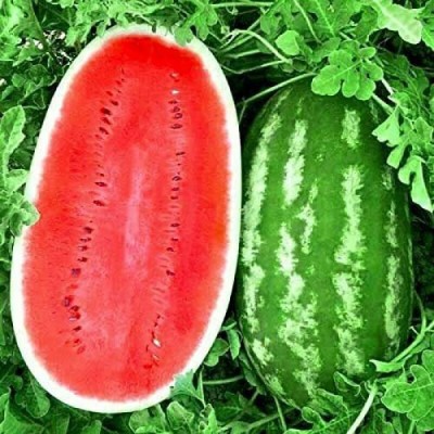 CYBEXIS KGF -20 - Giant Astrakhan Watermelon - (450 Seeds) Seed(450 per packet)