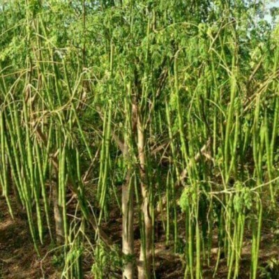 Aywal Moringa seeds Drumstick Seeds (Saijan ki Phalli,Saragavo) Hybrid Seed(40 per packet)