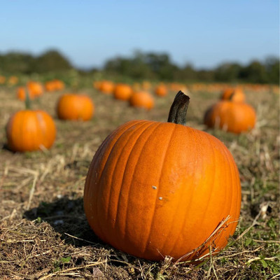 Qualtivate ICRA-9A Pumpkin Vegetable F1 Hybrid Seed(50 per packet)
