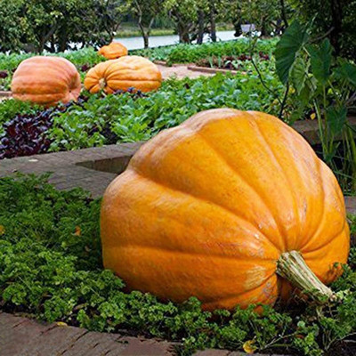 CYBEXIS High Germination Huge Pumpkin Seeds400 Seeds Seed(400 per packet)