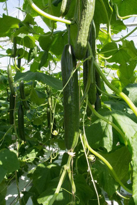Qualtivate DXL-2AT Pickling Cucumber Seeds Seed(300 per packet)