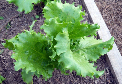 Qualtivate HYB-2A Great Lakes Lettuce '' (Iceberg/Crisphead) Seed(300 per packet)