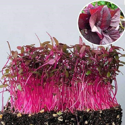 CYBEXIS AMARANTHUS RED MICROGREEN SEEDS2800 Seeds Seed(2800 per packet)