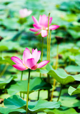 Indus lotus,kamal gatta Seed(11 per packet)