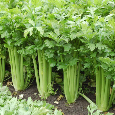 KNESSiN Tall Utah Celery Apium Graveolens Vegetable Seeds Seed(500 per packet)