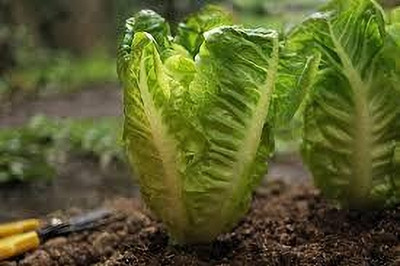 BDSresolve pak choi seeds Seed(35 per packet)