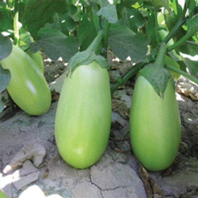 CYBEXIS High Germination Rate Green Brinjal1200 Seeds Seed(1200 per packet)